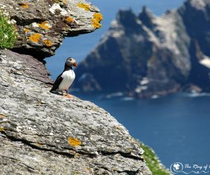 puffin skelligs puffin skelligs