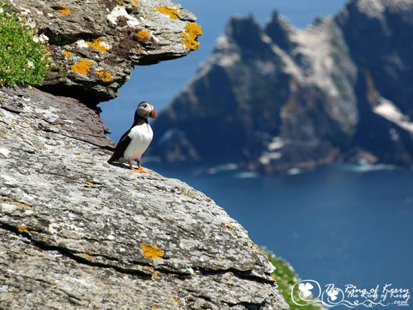 puffin skelligs puffin skelligs