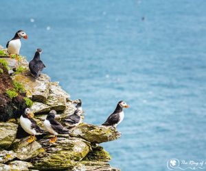 puffins skelligs puffins skelligs