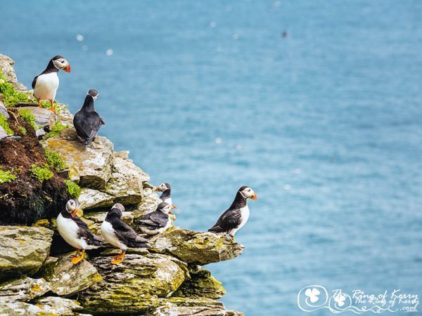 puffins skelligs puffins skelligs